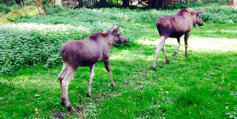 Elche in freier Wildbahn