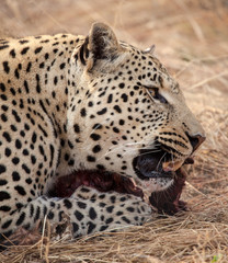 Leopardo