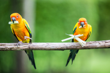 Colorful yellow parrot, Sun Conure