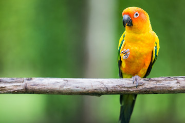 Fototapeta na wymiar Colorful yellow parrot, Sun Conure