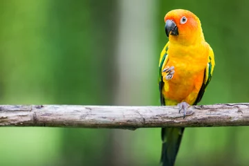 Fotobehang Kleurrijke gele papegaai, Sun Conure © ittipol