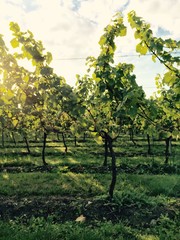 Low early morning sun through an English vineyard