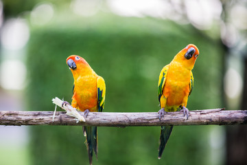 Colorful yellow parrot, Sun Conure