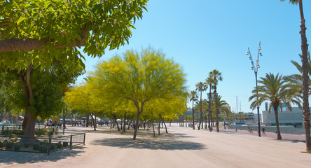 Promenade in Barcelona, clear blue sky and green trees, summer outdoors