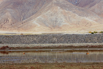 Landscape with waterfowls near Shigatse-Tibet. 1756