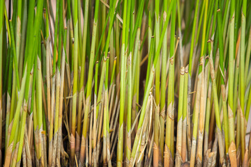 Obraz premium Bottom part of papyrus plant.
