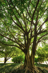 old banyan