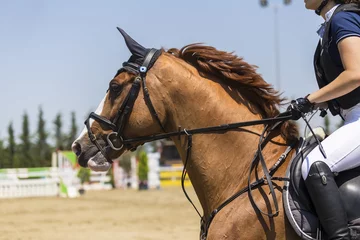 Photo sur Plexiglas Léquitation Gros plan du cheval pendant les matchs de compétition équitation ronde ob