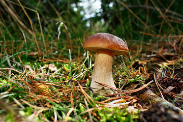 Boletus edulis
