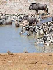 Fototapeta na wymiar Zebre e gnu bevono nella savana della Namibia