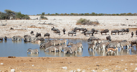 Zebre e gnu al lago in Namibia