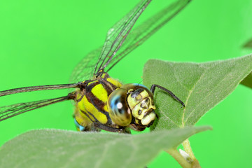 portrait of a dragonfly on a green leaf