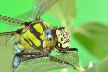 portrait of a dragonfly on a green leaf