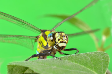 portrait of a dragonfly on a green leaf