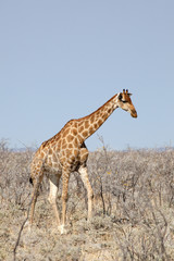 Giraffa nella savana 