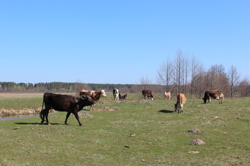 cows on the farm pasture