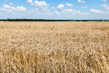 country landscape with field od ripe wheat
