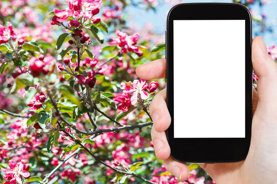 smartphone and red blossoms on tree in spring