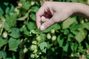 Hops in hand