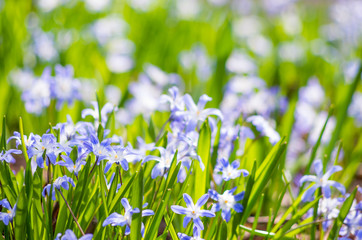 Siberian squill (wood squill - Scilla Siberica) flowers in the grass