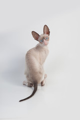 Cornish Rex kitten isolated on white background