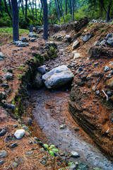 Dry river in the Forest