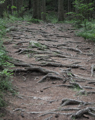 Fototapeta premium Waldweg