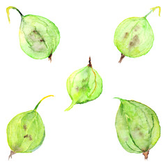 Watercolor green yellow gooseberry berry isolated set