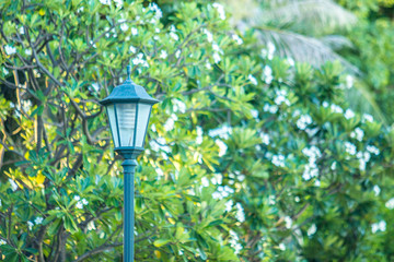 Vintage Street Lamp in the Park.