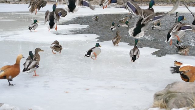 Many ducks take wing from party frozen pond in winter