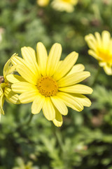 Yellow daisy