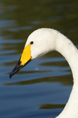 Obraz premium Whooper Swan, Cygnus cygnus