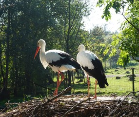Storchenpaar