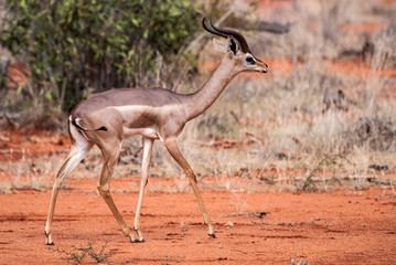 Impala , Tsavo East National Park