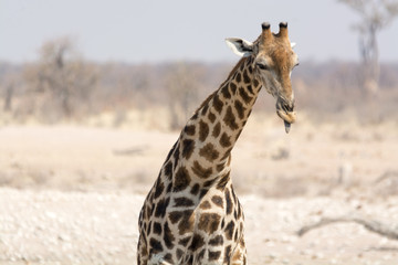 Obraz premium giraffe showing tongue in namibia