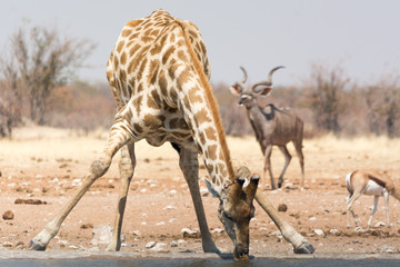 giraffe drinking water in namibia national park