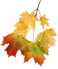 Branch of autumn leaves isolated on white background