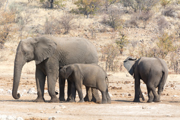 Fototapeta premium elephant cow with two childs in namibia