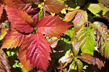 The colors of the plants in the autumn sunny day.
