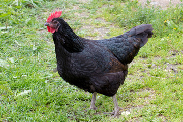 Black chicken on grass