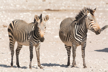 hartmann zebras in desert namibia