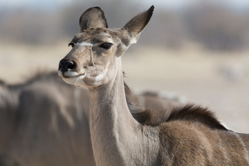 kudu face portrait