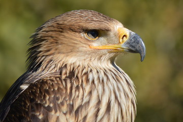 aigle