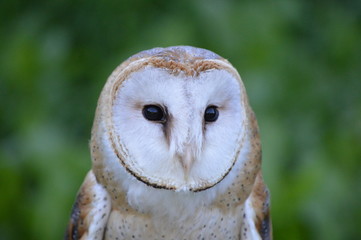 chouette
