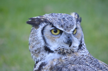 hibou