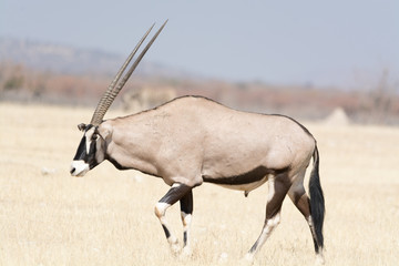 two horned orys walking to waterhole