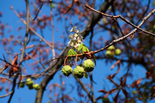 Chestnuts and chestnut flower growing on the same branch