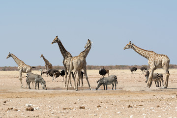 nervous giraffes and other wild animals looking out for a predator