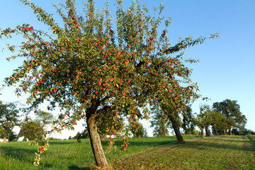 Apfelbaum © waechter-media.de