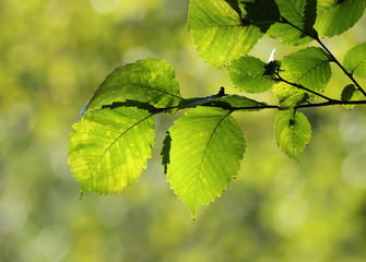 Green leaves
